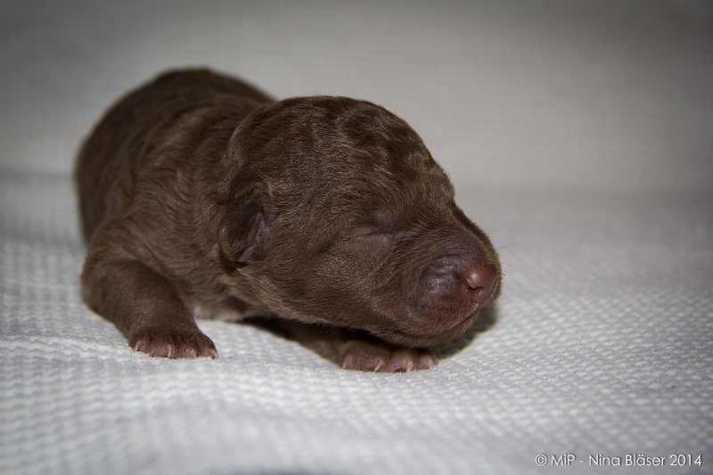 2014-02-09 Welpen Svet & Ruby-1537-2.jpg - Day 7